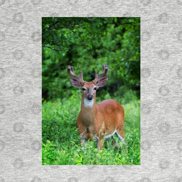 Spring Buck - White-tailed deer by Jim Cumming